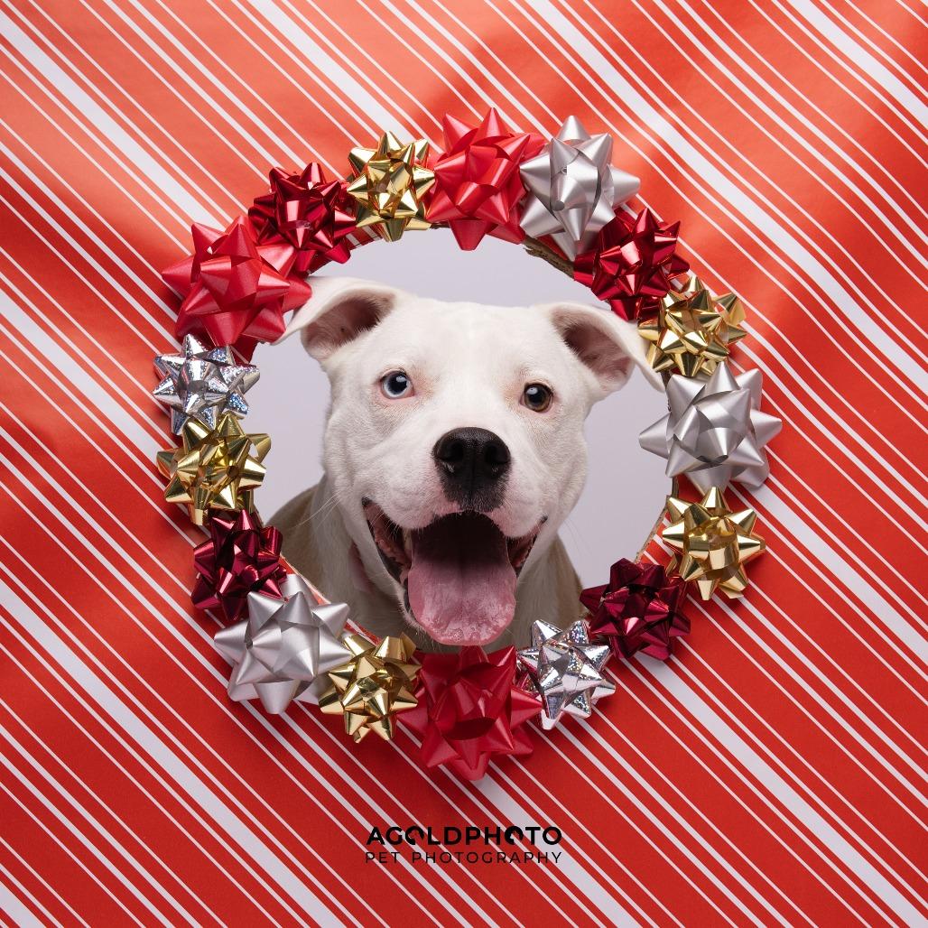 Enlarge Chris, a Adoptable mixed breed in Tampa, FL image 2/3