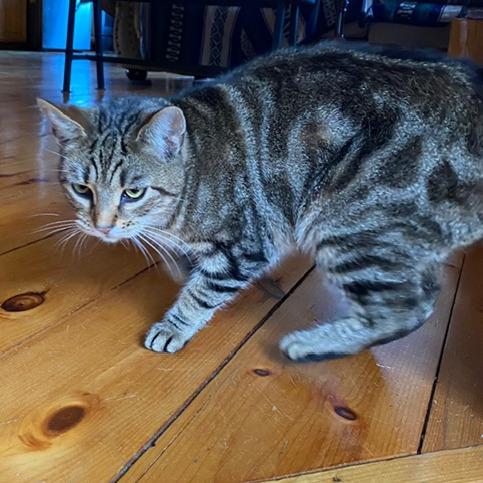 Enlarge Gemmasue, a Adoptable American Shorthair in Saratoga Springs, NY image 1/3