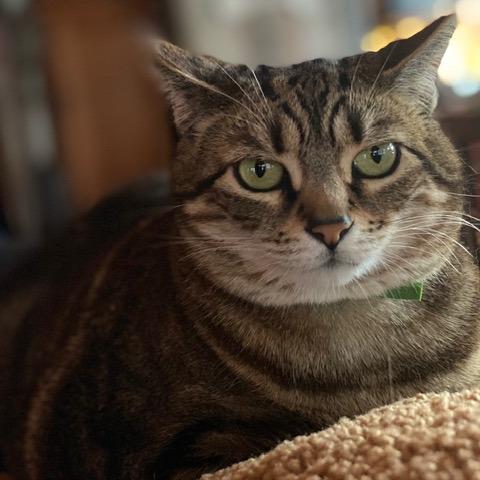 Enlarge Gemmasue, a Adoptable American Shorthair in Saratoga Springs, NY image 2/3