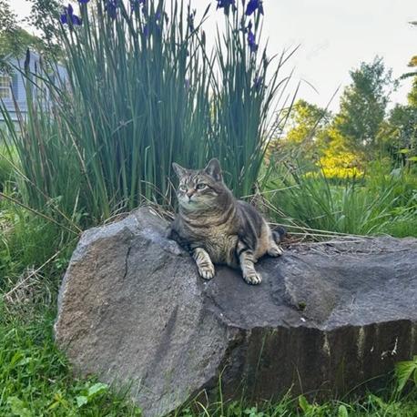 Enlarge Gemmasue, a Adoptable American Shorthair in Saratoga Springs, NY image 3/3