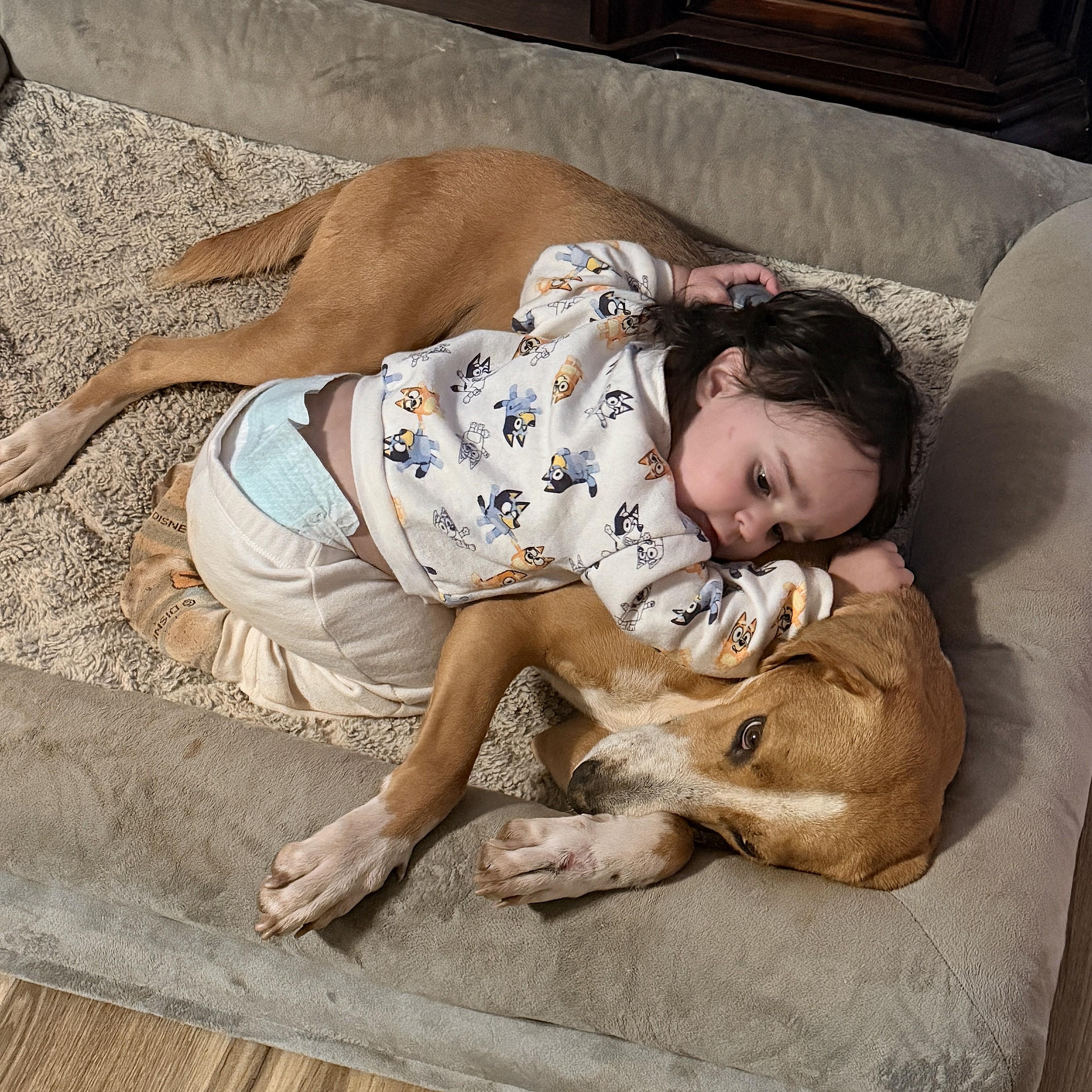 Enlarge Maude, a Adoption Pending mixed breed in Culpeper, VA image 3/6