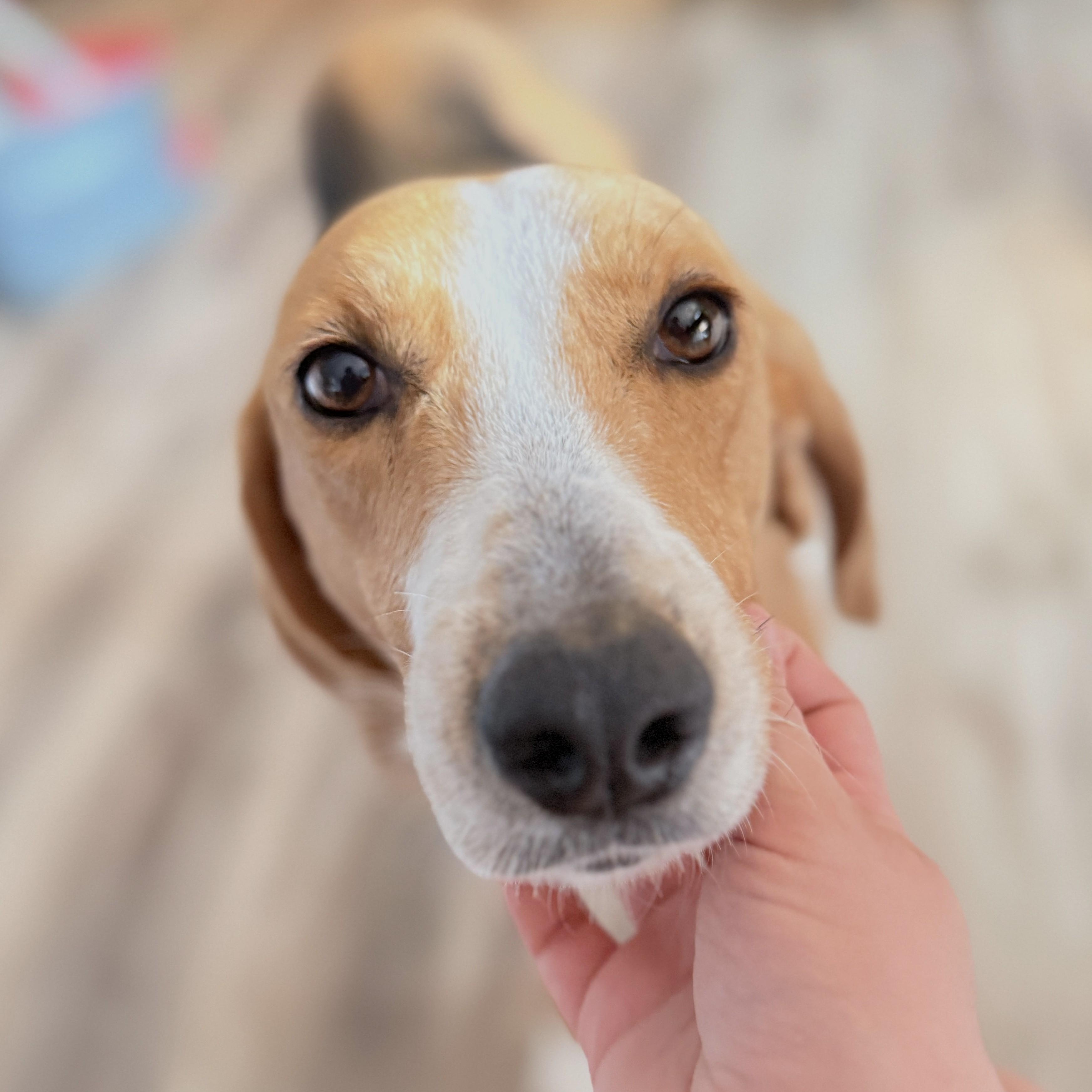 Enlarge Maude, a Adoption Pending mixed breed in Culpeper, VA image 1/6