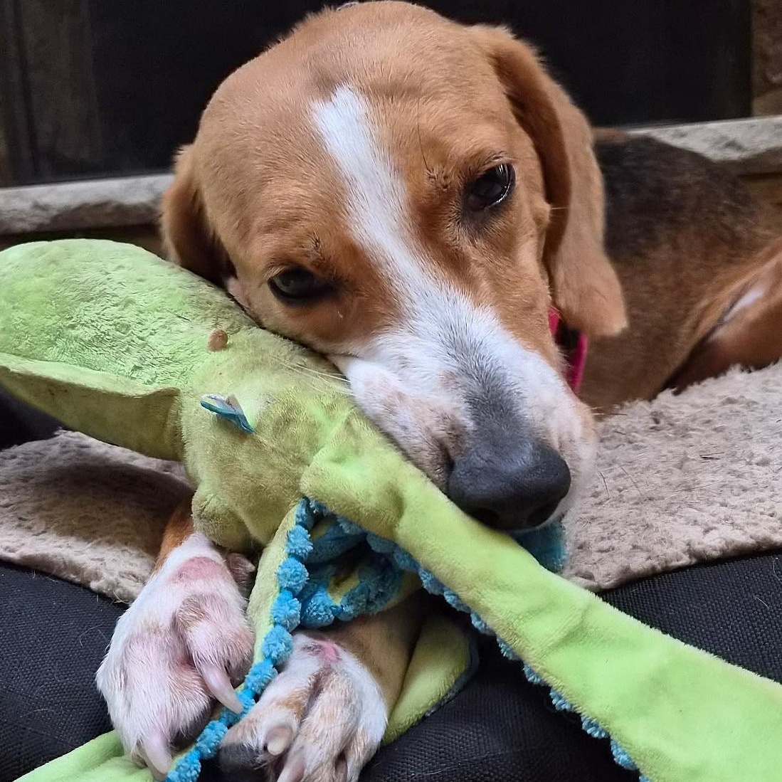 Enlarge Maude, a Adoption Pending mixed breed in Culpeper, VA image 5/6