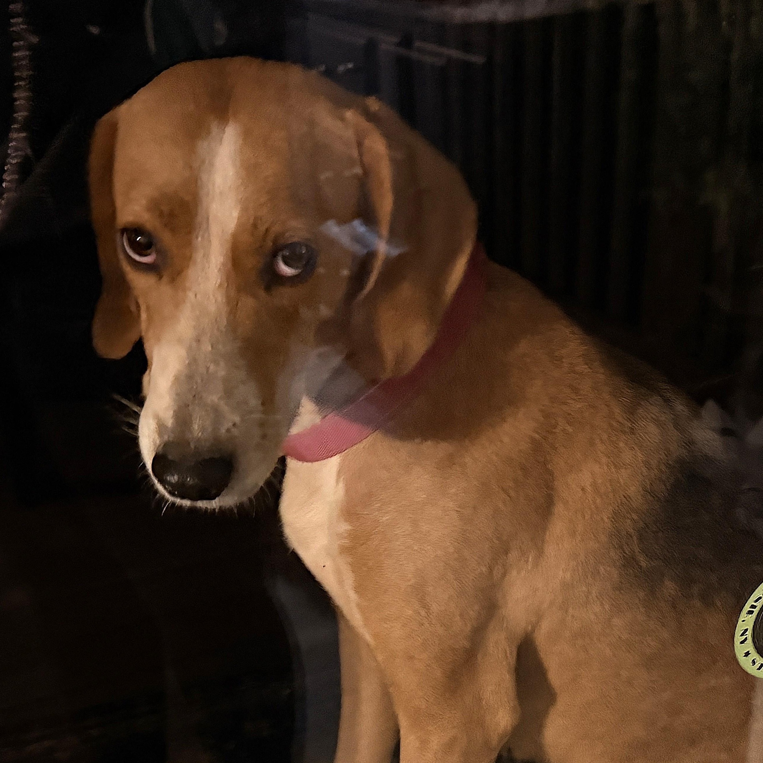 Enlarge Maude, a Adoption Pending mixed breed in Culpeper, VA image 6/6