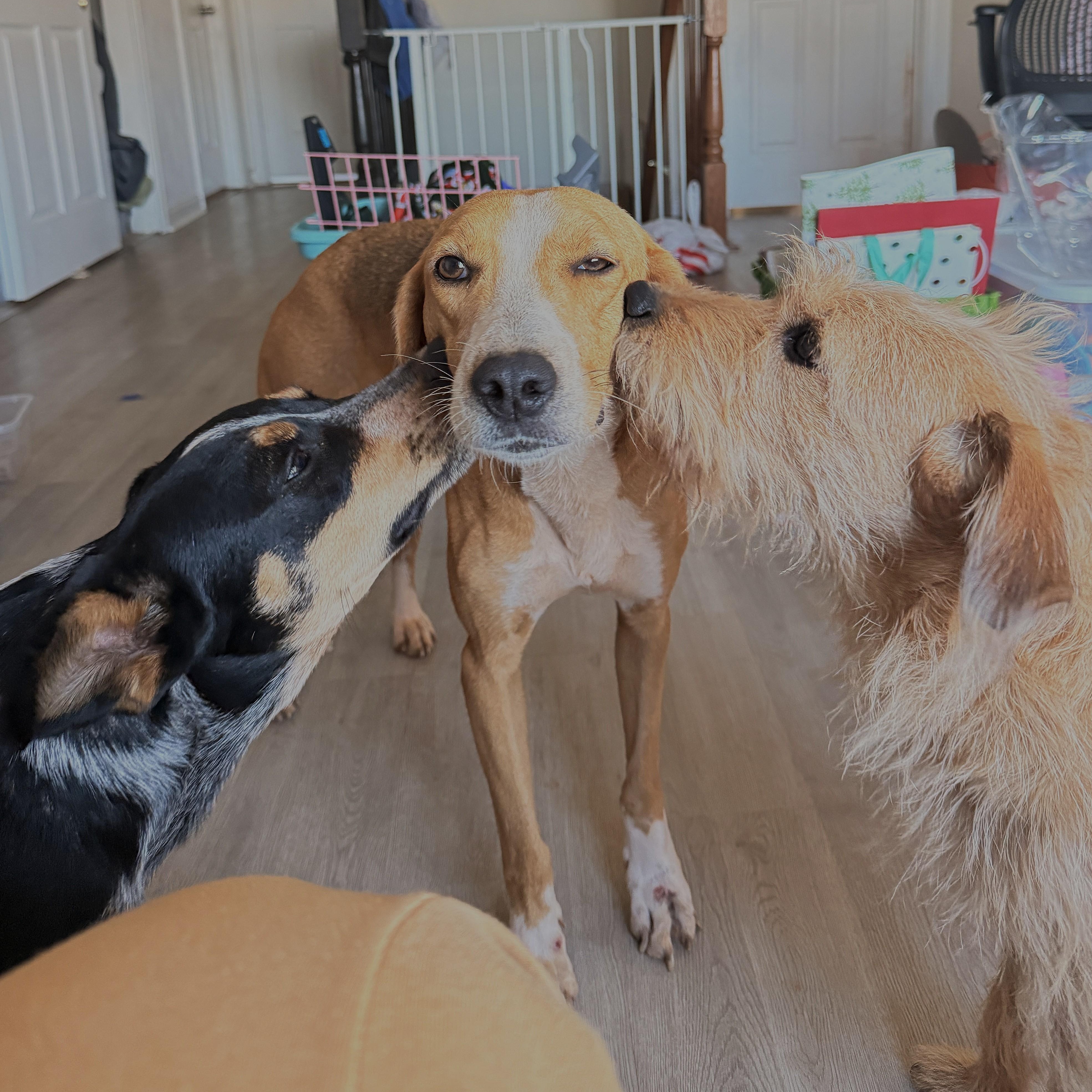 Enlarge Maude, a Adoption Pending mixed breed in Culpeper, VA image 4/6