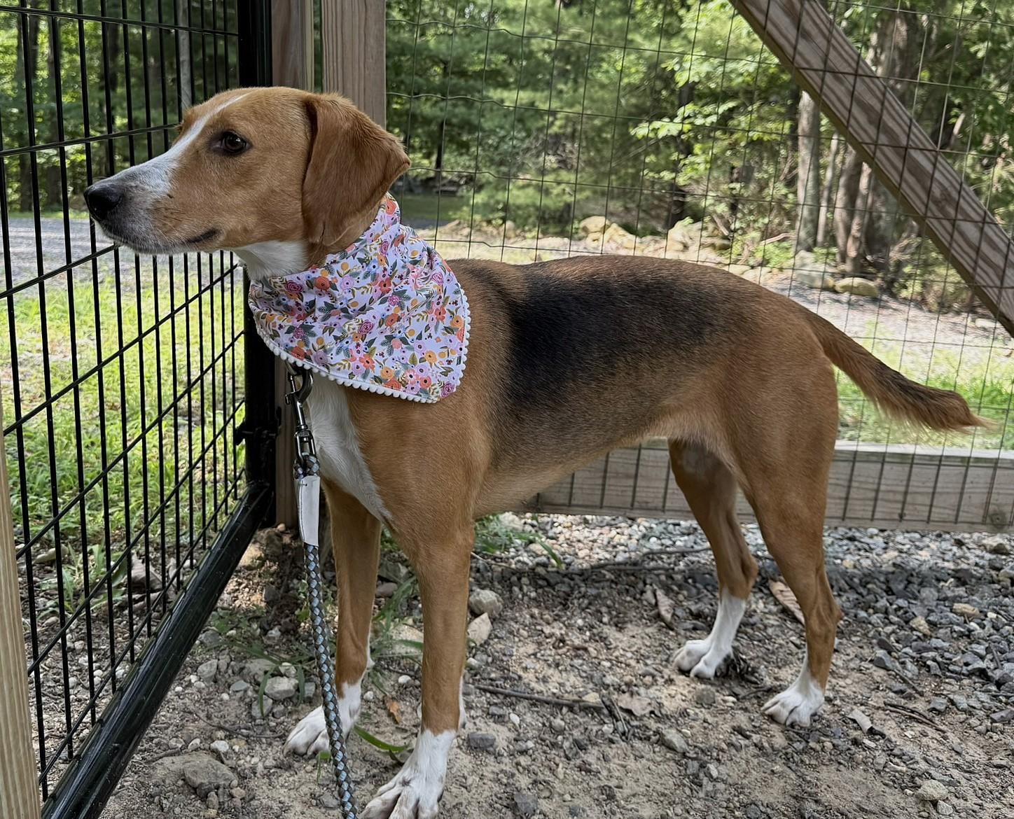 Enlarge Maude, a Adoption Pending mixed breed in Culpeper, VA image 2/6