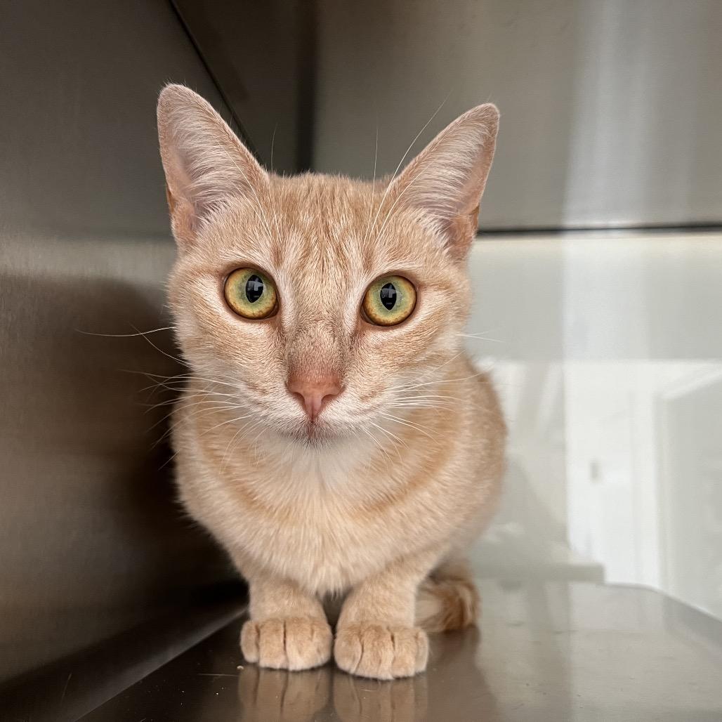 Pumpkin Spice Latte, Adoptable, Adult Female Domestic Short Hair.