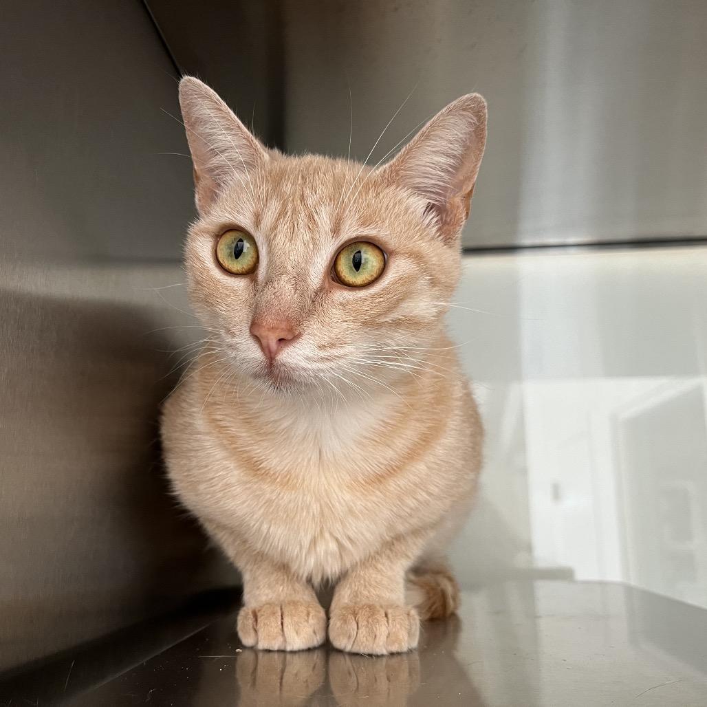 Enlarge Pumpkin Spice Latte, a Adoptable Domestic Short Hair in Pacific Grove, CA image 2/5