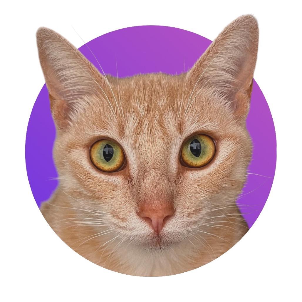 Enlarge Pumpkin Spice Latte, a Adoptable Domestic Short Hair in Pacific Grove, CA image 3/5