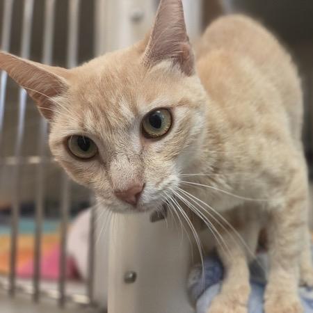 Enlarge Pumpkin Spice Latte, a Adoptable Domestic Short Hair in Pacific Grove, CA image 4/5