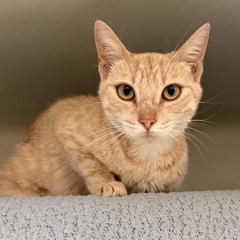 Enlarge Pumpkin Spice Latte, a Adoptable Domestic Short Hair in Pacific Grove, CA image 5/5
