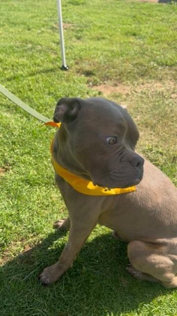 Enlarge Franki, a ADOPTABLE mixed breed in Lakeside, CA image 5/5