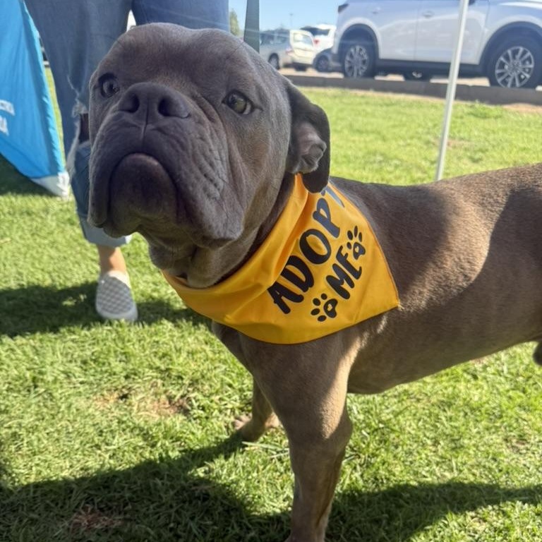 Franki, ADOPTABLE, Adult Male Boxer.