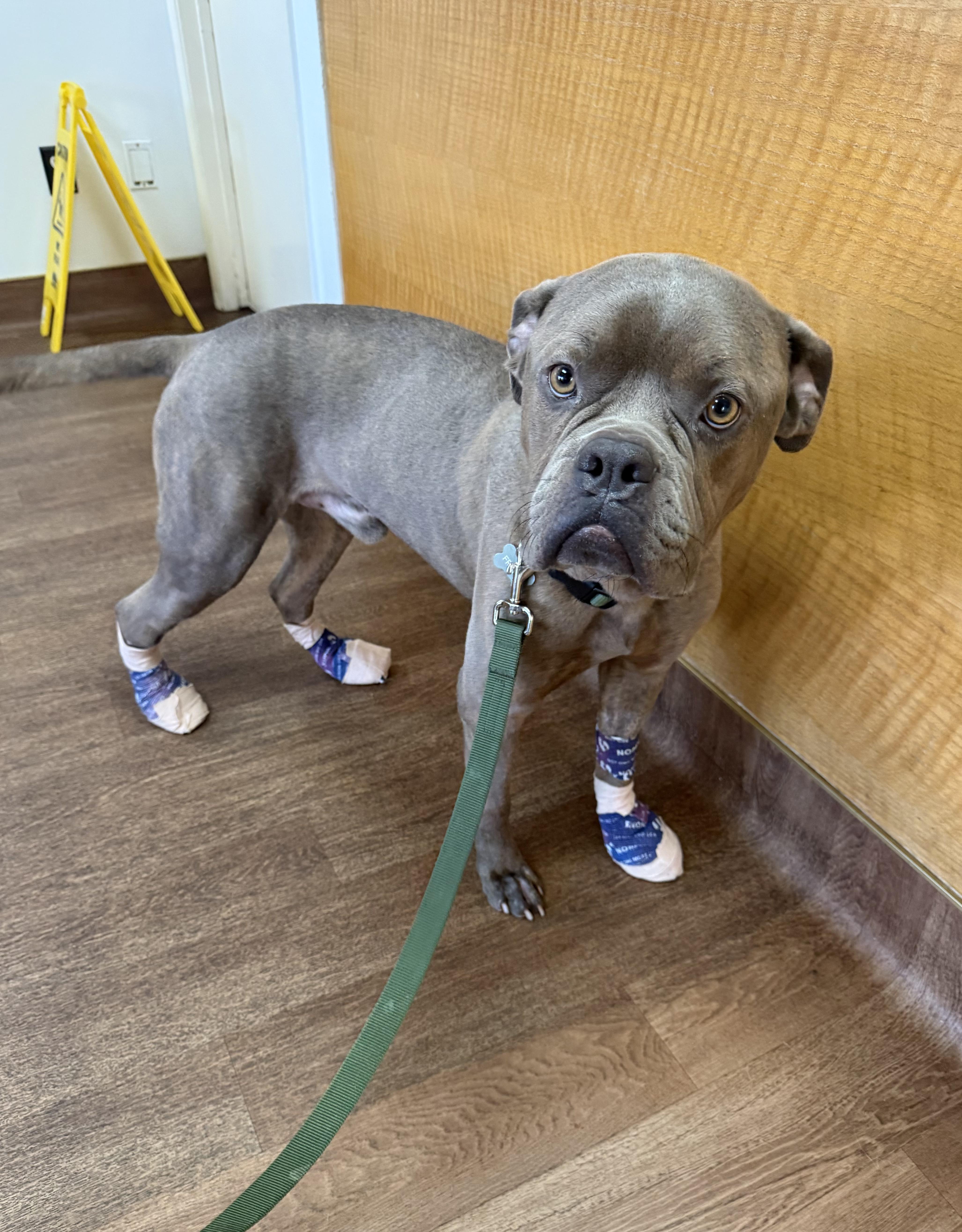 Enlarge Franki, a ADOPTABLE mixed breed in Lakeside, CA image 4/5