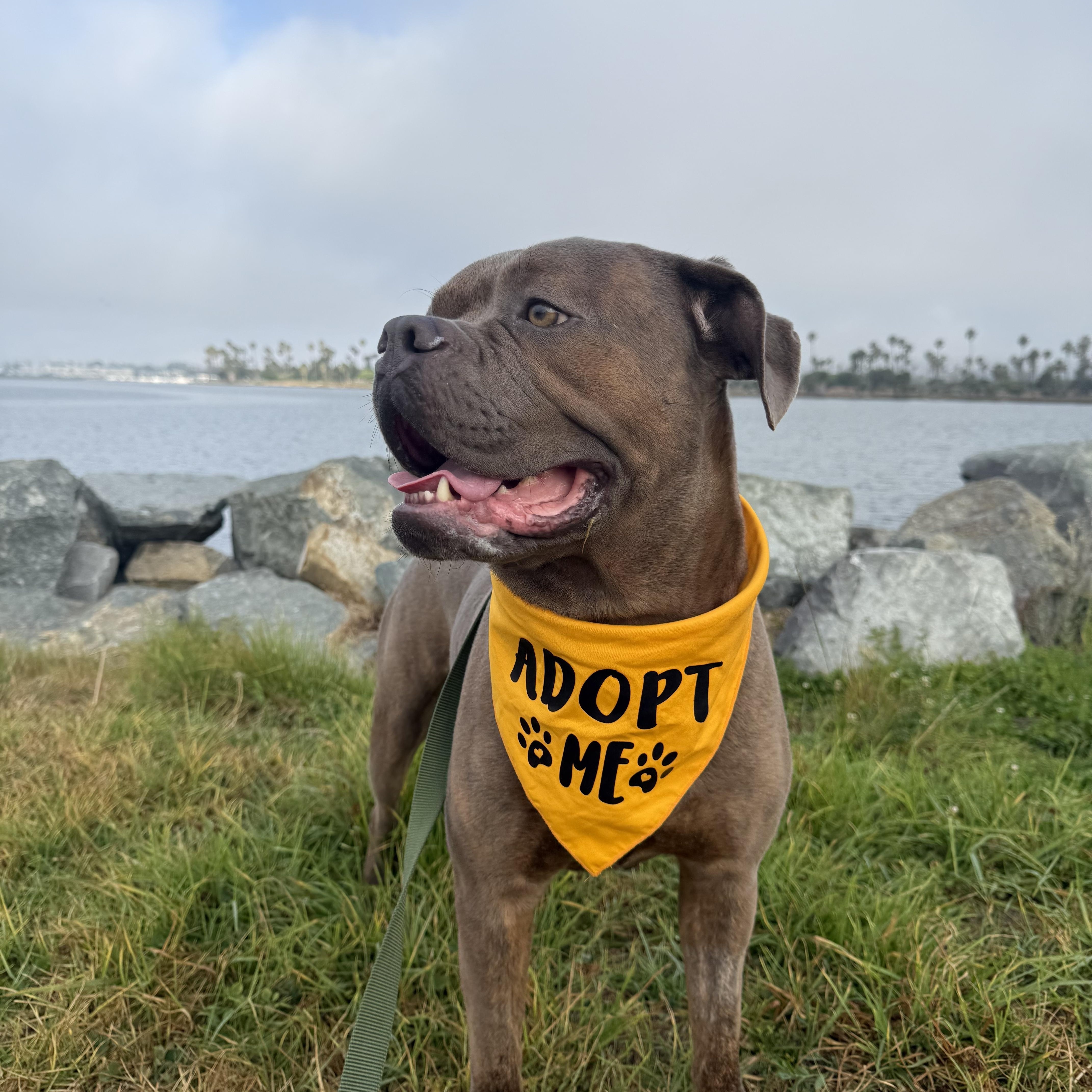 Franki, ADOPTABLE, Adult Male Boxer.