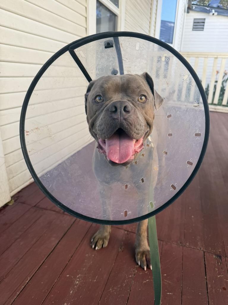 Enlarge Franki, a ADOPTABLE mixed breed in Lakeside, CA image 2/5