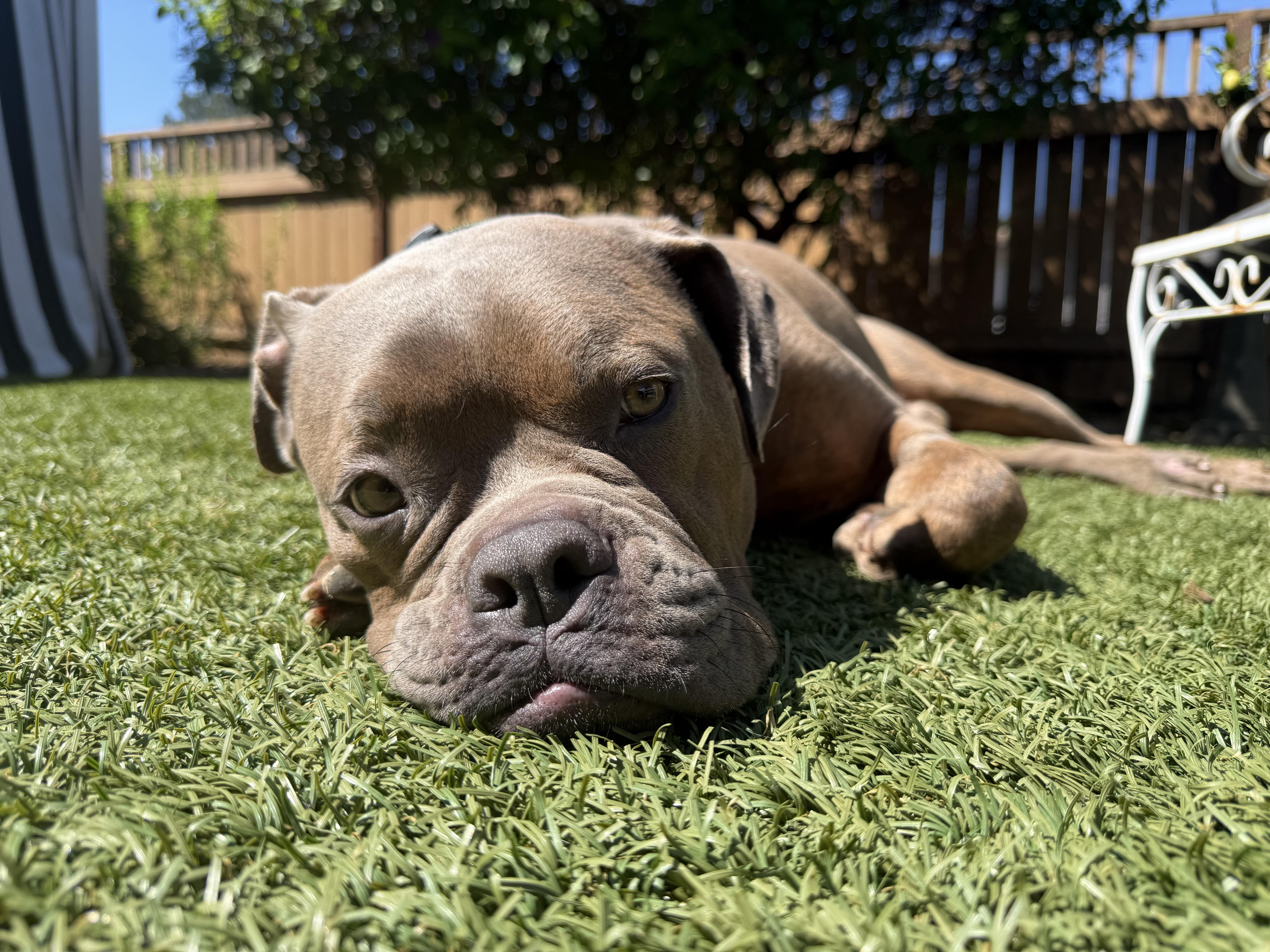 Enlarge Franki, a ADOPTABLE mixed breed in Lakeside, CA image 1/5