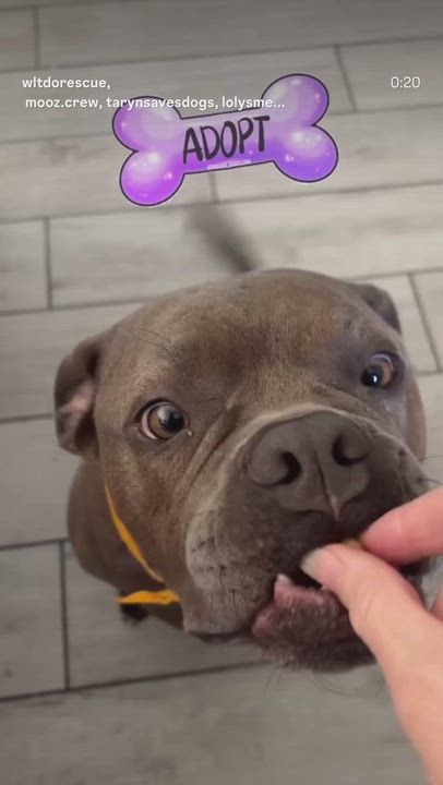Enlarge Franki, a ADOPTABLE mixed breed in Lakeside, CA video 3/6