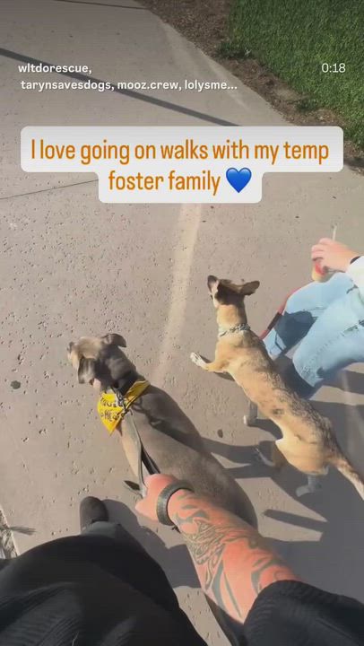 Enlarge Franki, a ADOPTABLE mixed breed in Lakeside, CA video 6/6