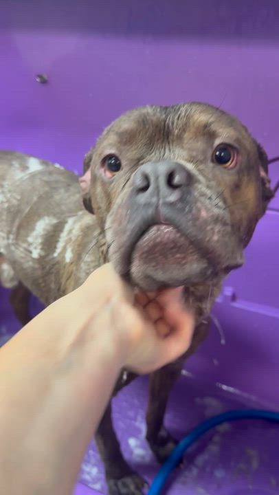 Enlarge Franki, a ADOPTABLE mixed breed in Lakeside, CA video 3/5