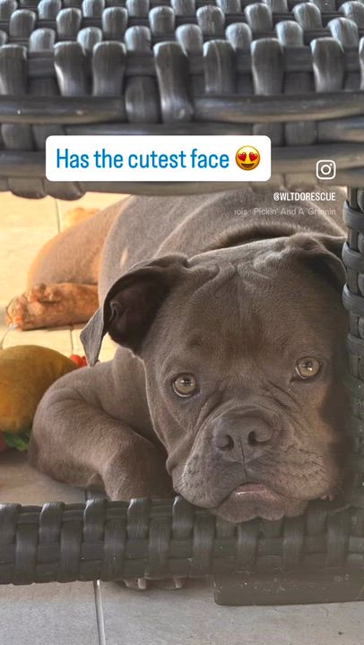 Enlarge Franki, a ADOPTABLE mixed breed in Lakeside, CA video 3/5