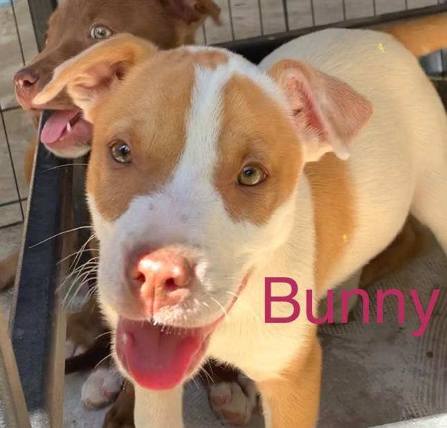 Enlarge Bunny, a ADOPTABLE Mixed Breed in Comanche, TX image 1/1