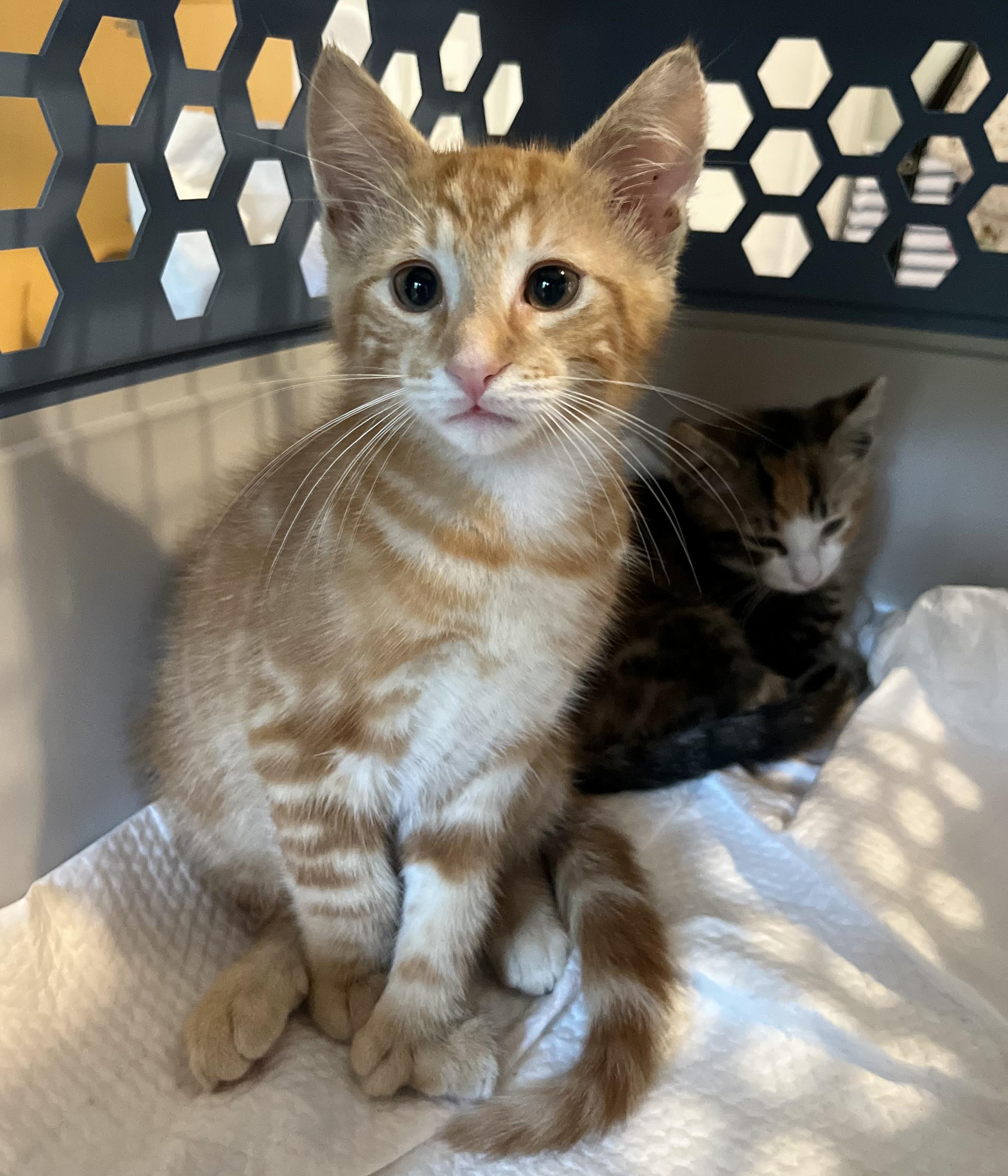 Cats & Kittens for Adoption in Pemberton Township, NJ | Petfinder