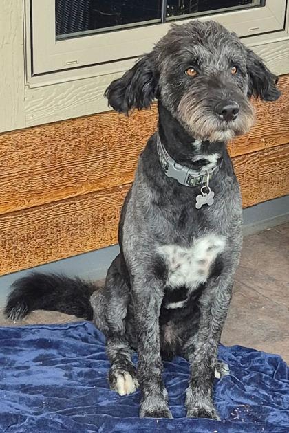 Enlarge Max (bonded to Moe), a Adoptable mixed breed in Cranbrook, BC image 1/3
