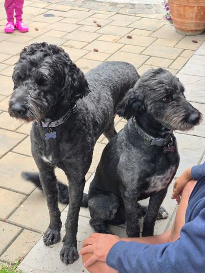 Enlarge Max (bonded to Moe), a Adoptable mixed breed in Cranbrook, BC image 3/3