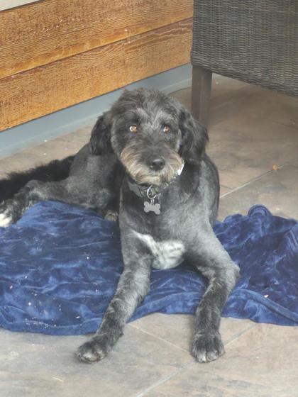 Enlarge Max (bonded to Moe), a Adoptable mixed breed in Cranbrook, BC image 2/3