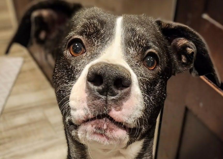 Tigger, a Adoptable mixed breed in Scottsdale, AZ image 2/3