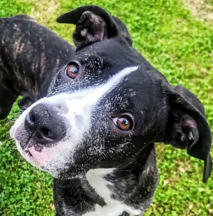 Tigger, a Adoptable mixed breed in Scottsdale, AZ image 3/3