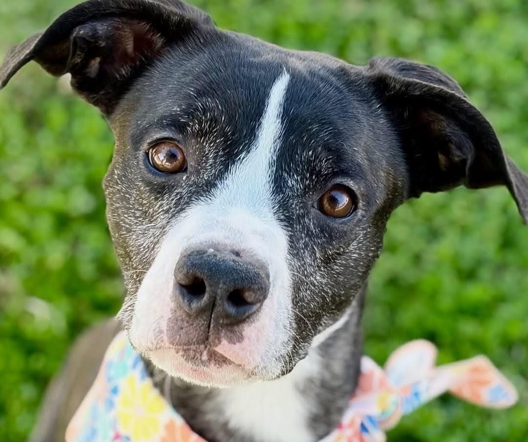 Tigger, a Adoptable mixed breed in Scottsdale, AZ image 1/3