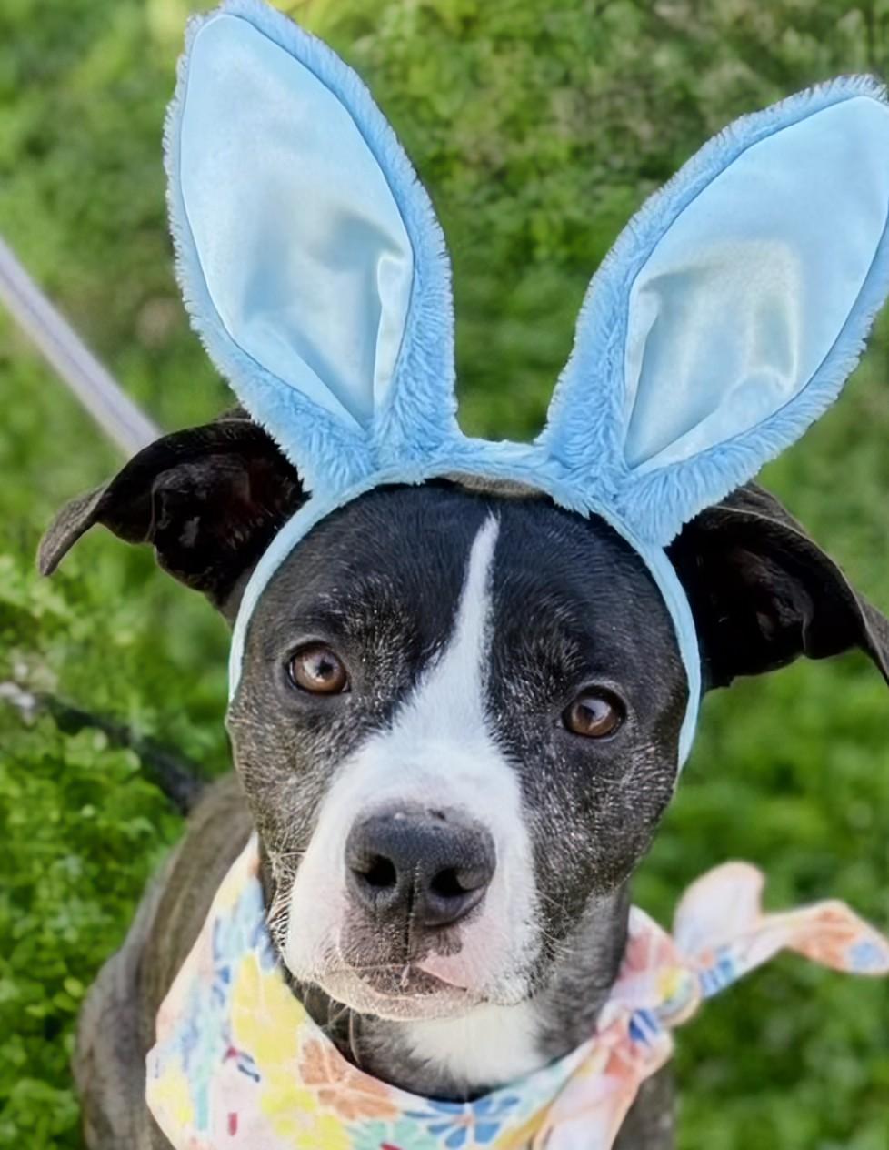 Enlarge Tigger, a Adoptable mixed breed in Scottsdale, AZ image 2/4