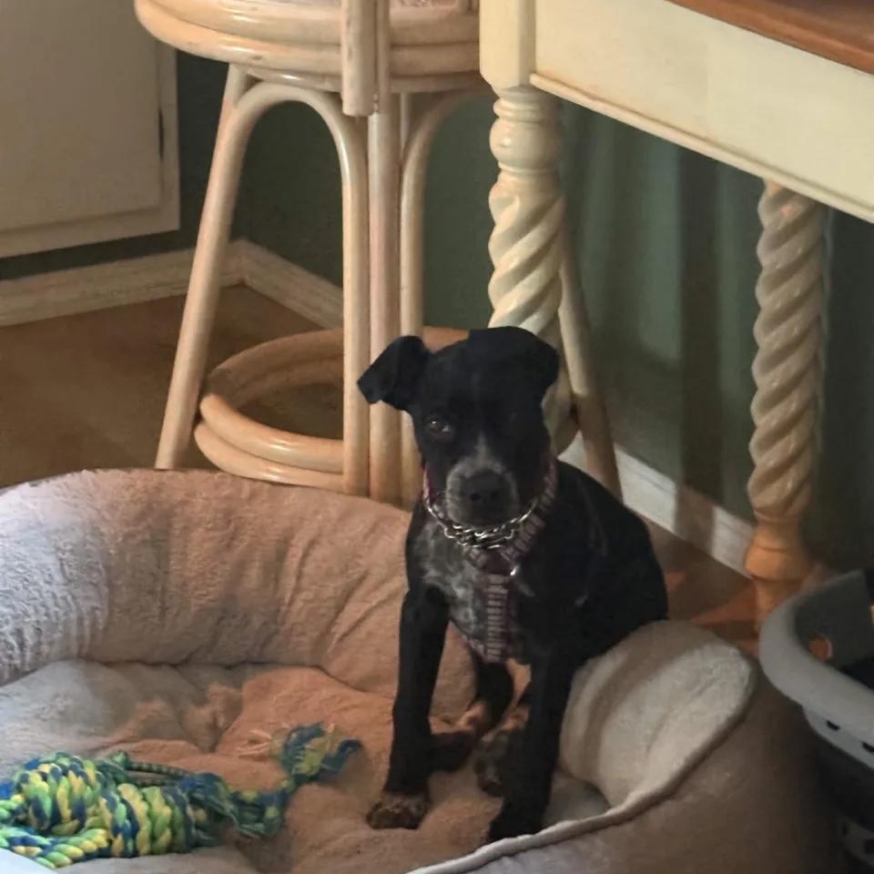 Enlarge Bentley (Portland, OR), a Adoptable mixed breed in Portland, OR image 3/5