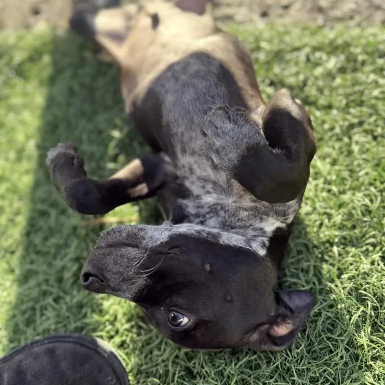 Enlarge Bentley (Portland, OR), a Adoptable mixed breed in Portland, OR image 2/5