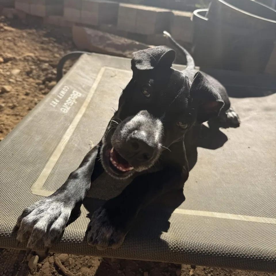 Enlarge Bentley (Portland, OR), a Adoptable mixed breed in Portland, OR image 5/5