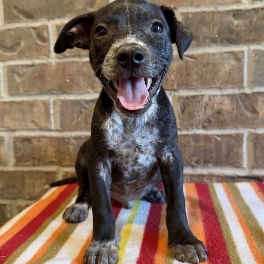 Bentley (Portland, OR), Adoptable, Puppy Male Australian Cattle Dog / Blue Heeler & Cattle Dog.