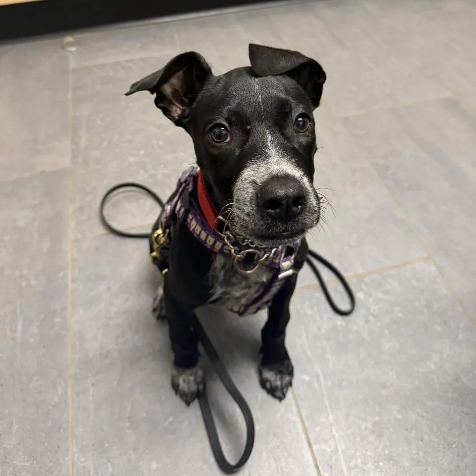 Enlarge Bentley (Portland, OR), a Adoptable mixed breed in Portland, OR image 4/5