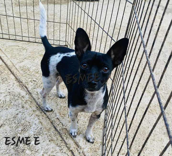 Enlarge Esmee, a Adopted Rat Terrier in Oak Harbor, WA image 1/2