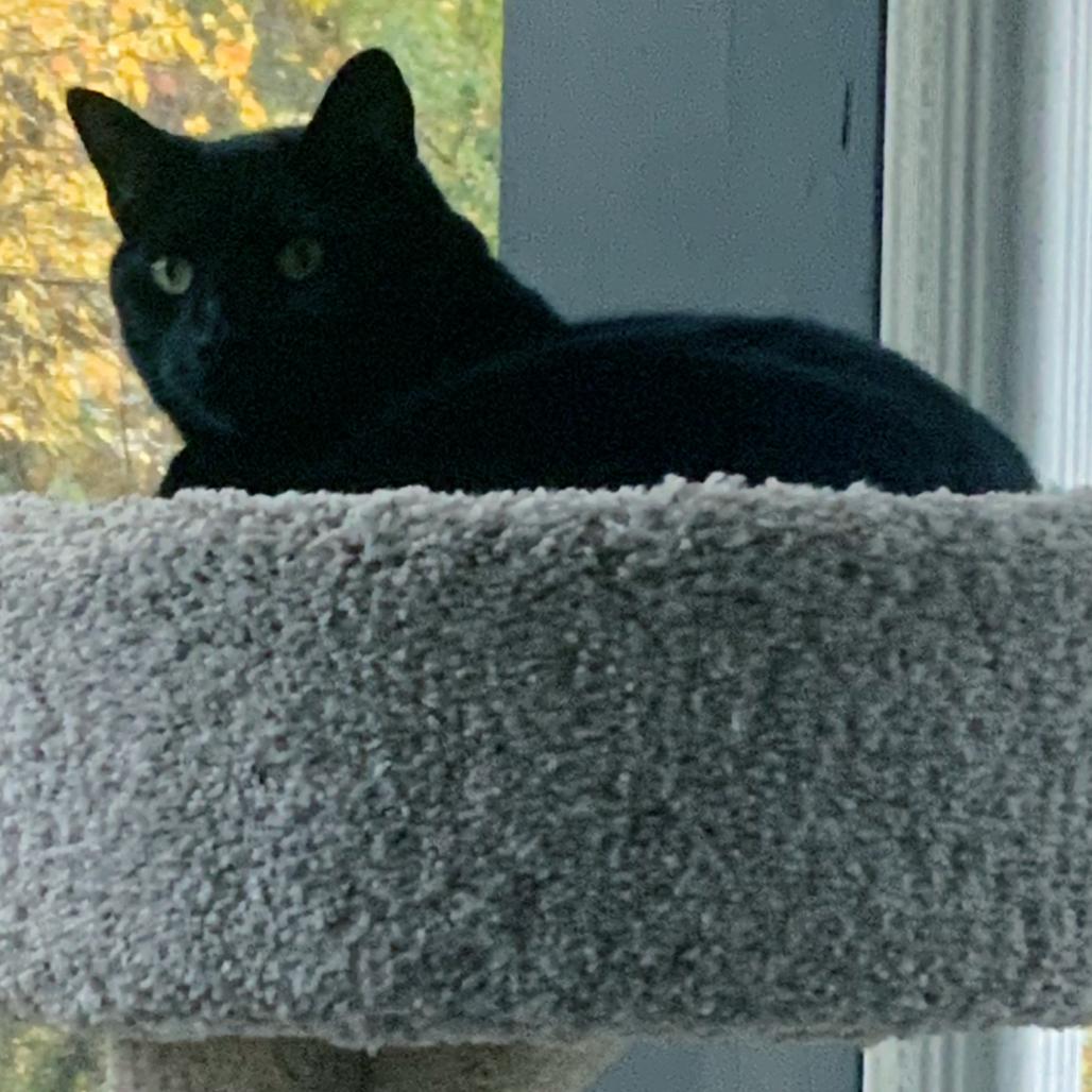 Jasper, Adoptable, Senior Male Domestic Short Hair & Mixed Breed.