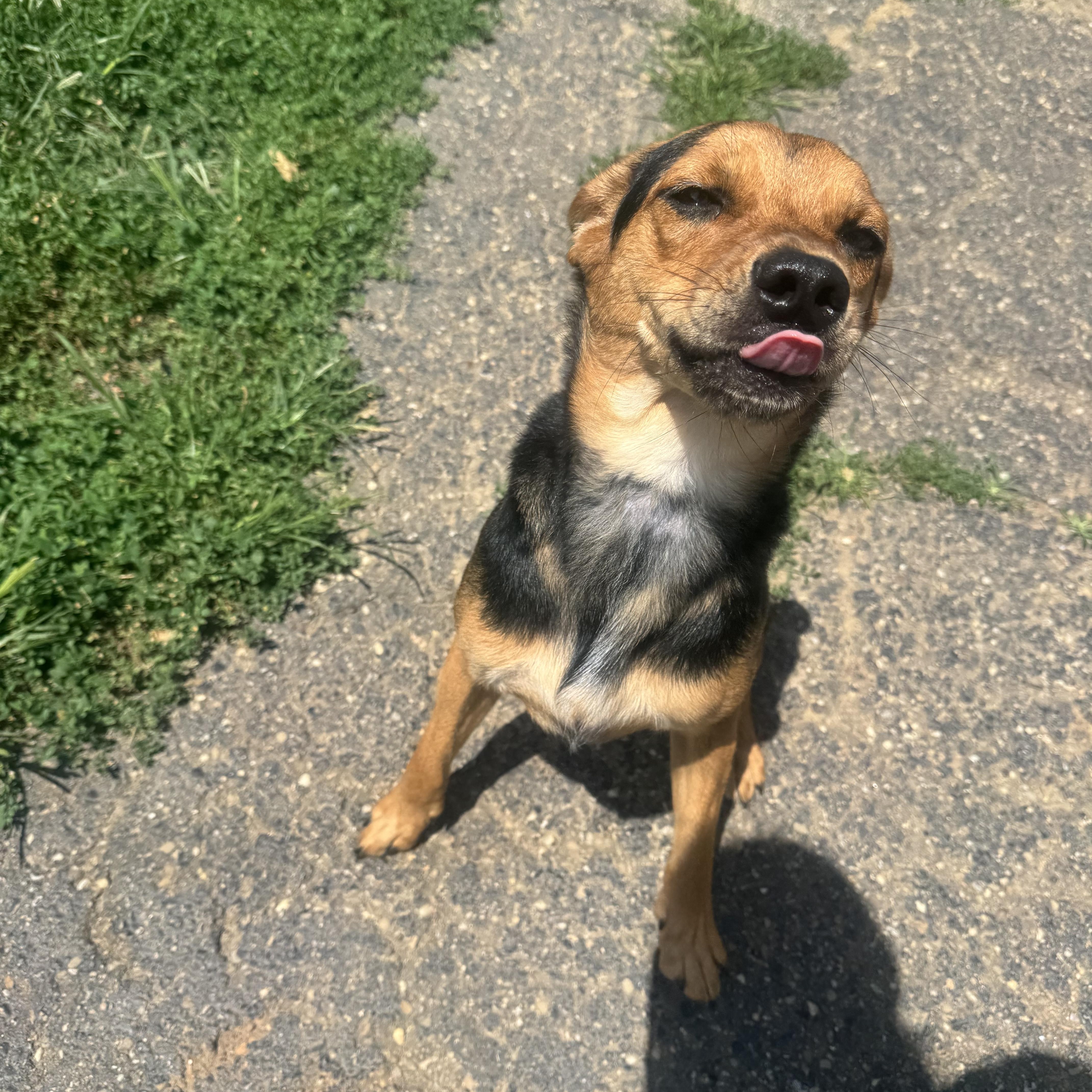 Latte, a ADOPTABLE mixed breed in North Canton, OH image 4/4