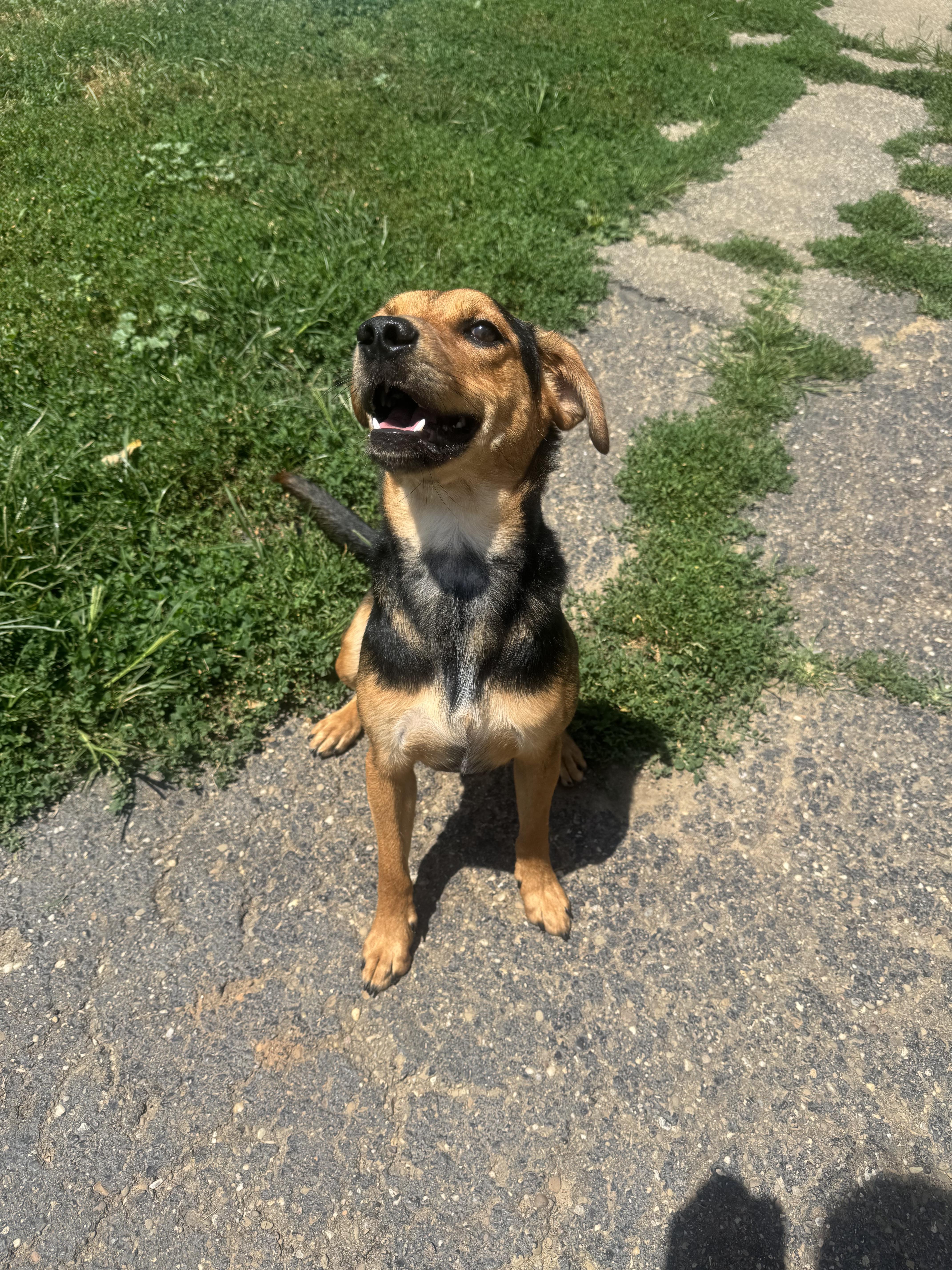 Latte, a ADOPTABLE mixed breed in North Canton, OH image 2/4
