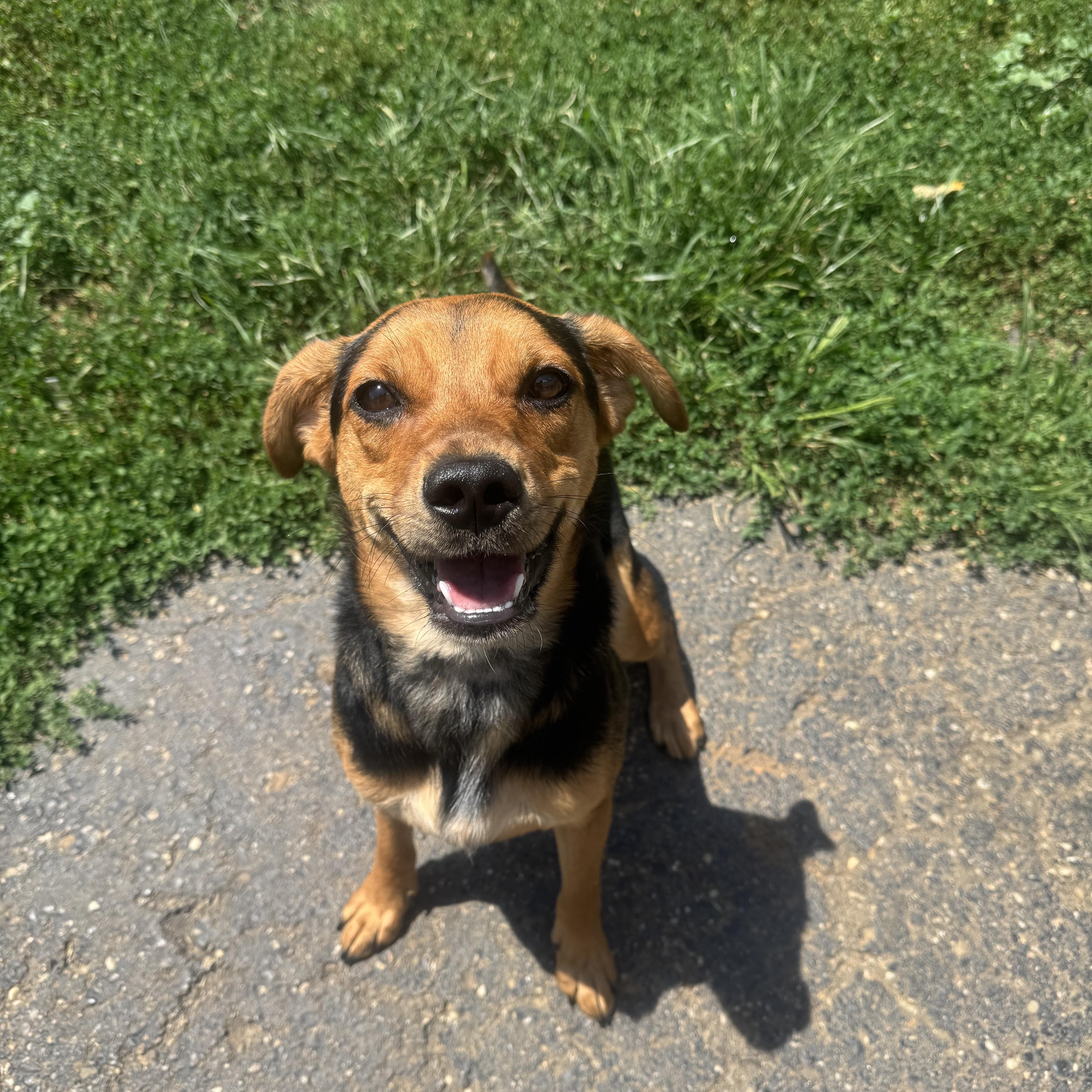 Latte, ADOPTABLE, Young Female Beagle.