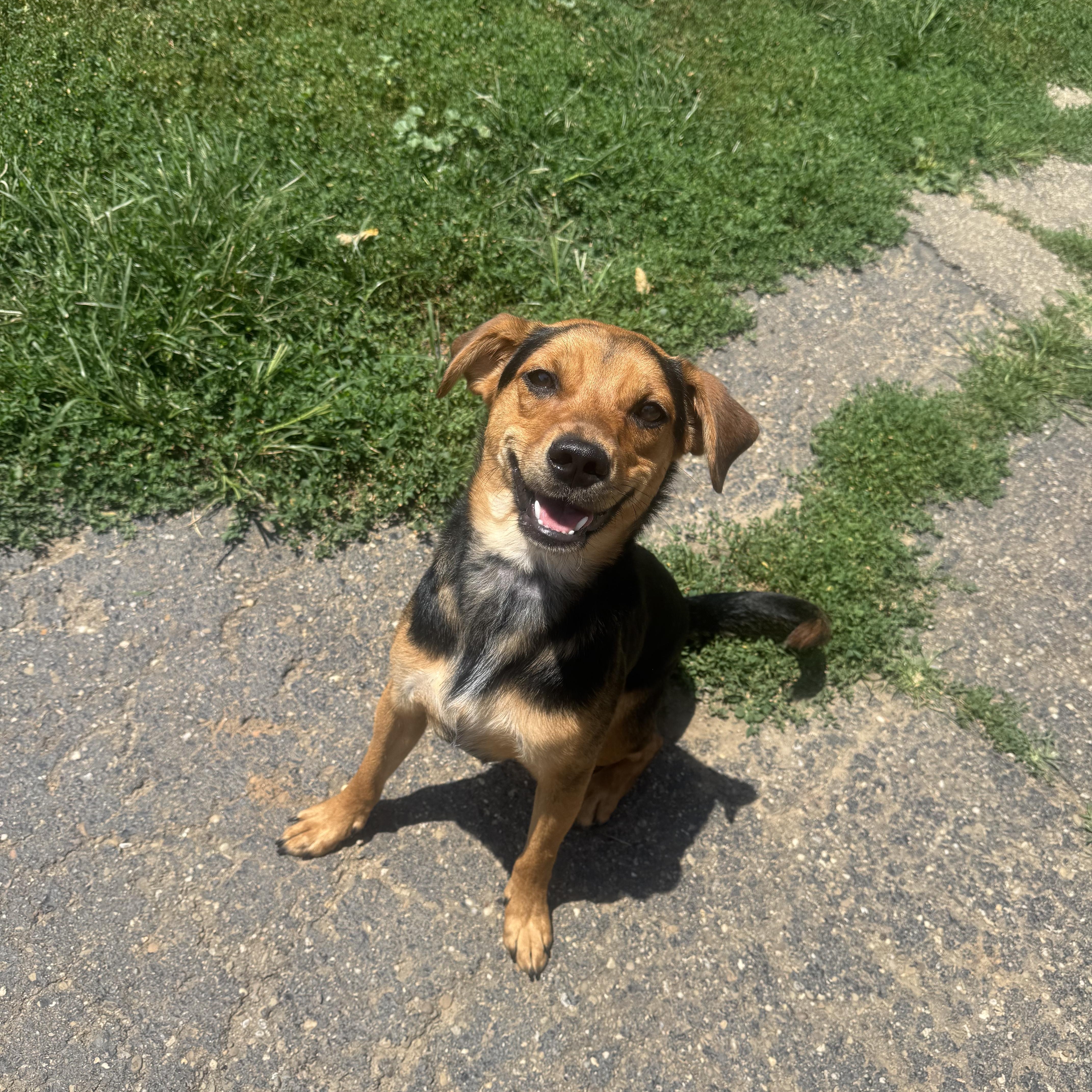 Latte, a ADOPTABLE mixed breed in North Canton, OH image 3/4