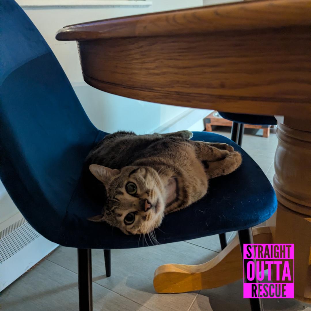 Chico, an adopted Domestic Short Hair in Vancouver, BC image 2/6
