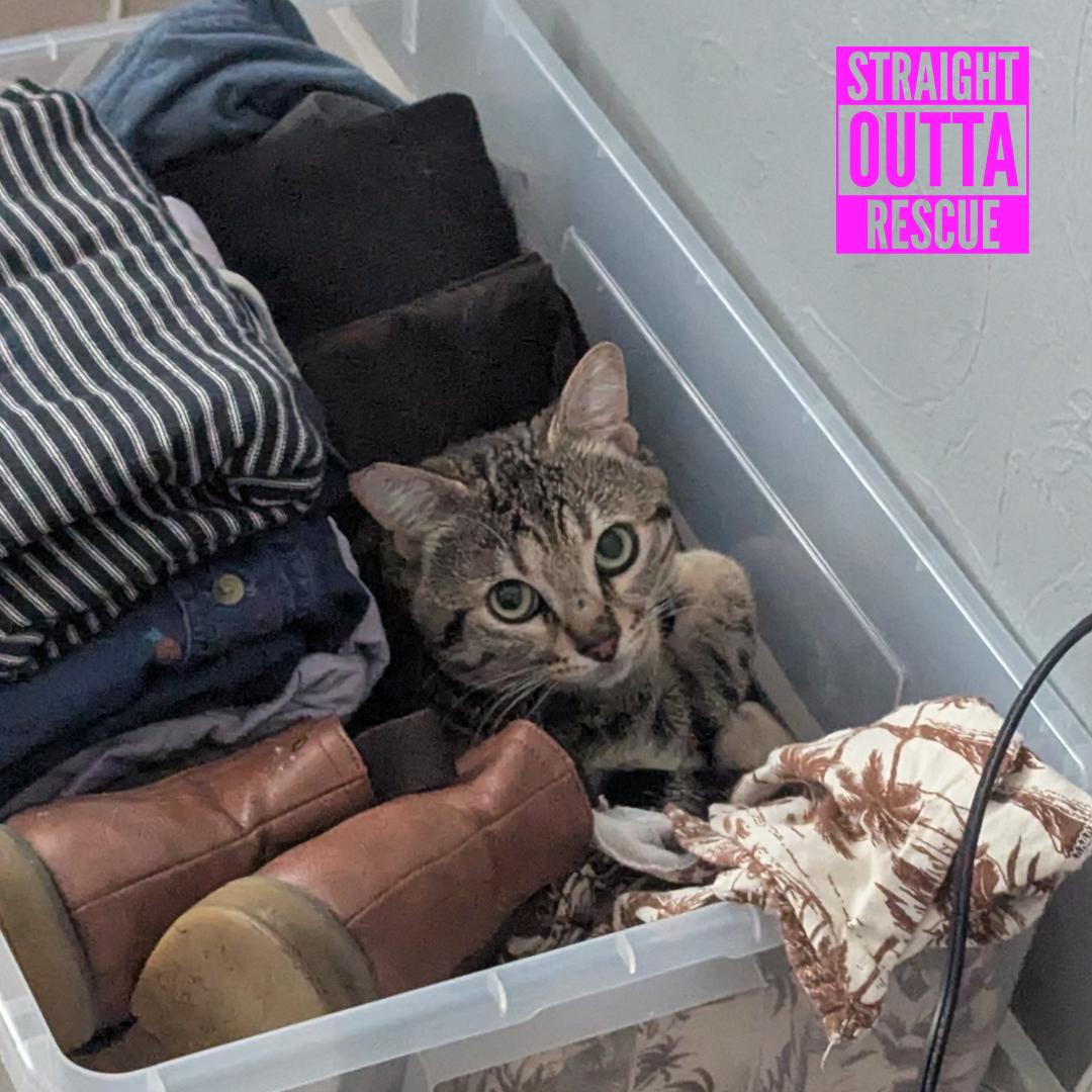 Chico, an adopted Domestic Short Hair in Vancouver, BC image 5/6