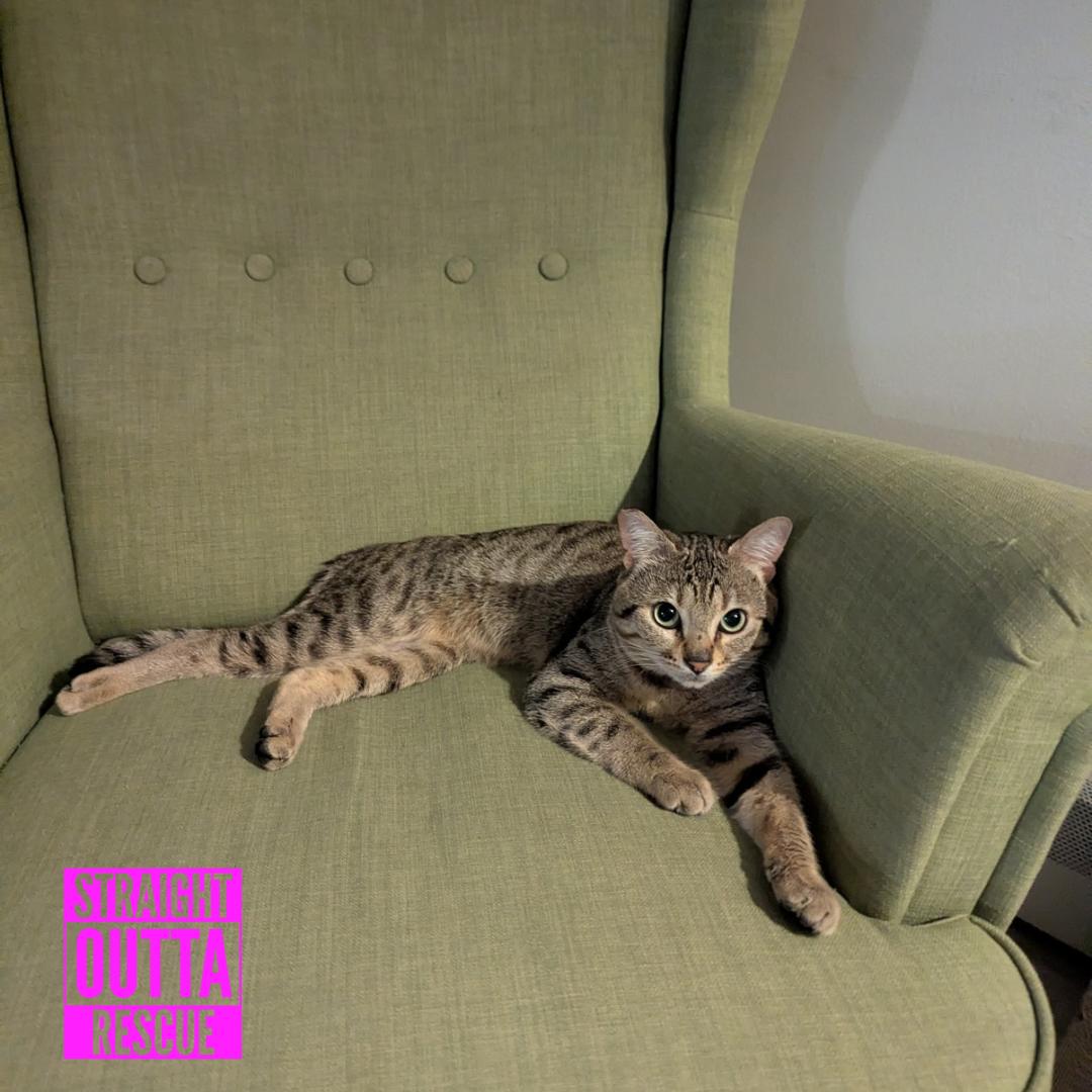 Chico, an adopted Domestic Short Hair in Vancouver, BC image 6/6