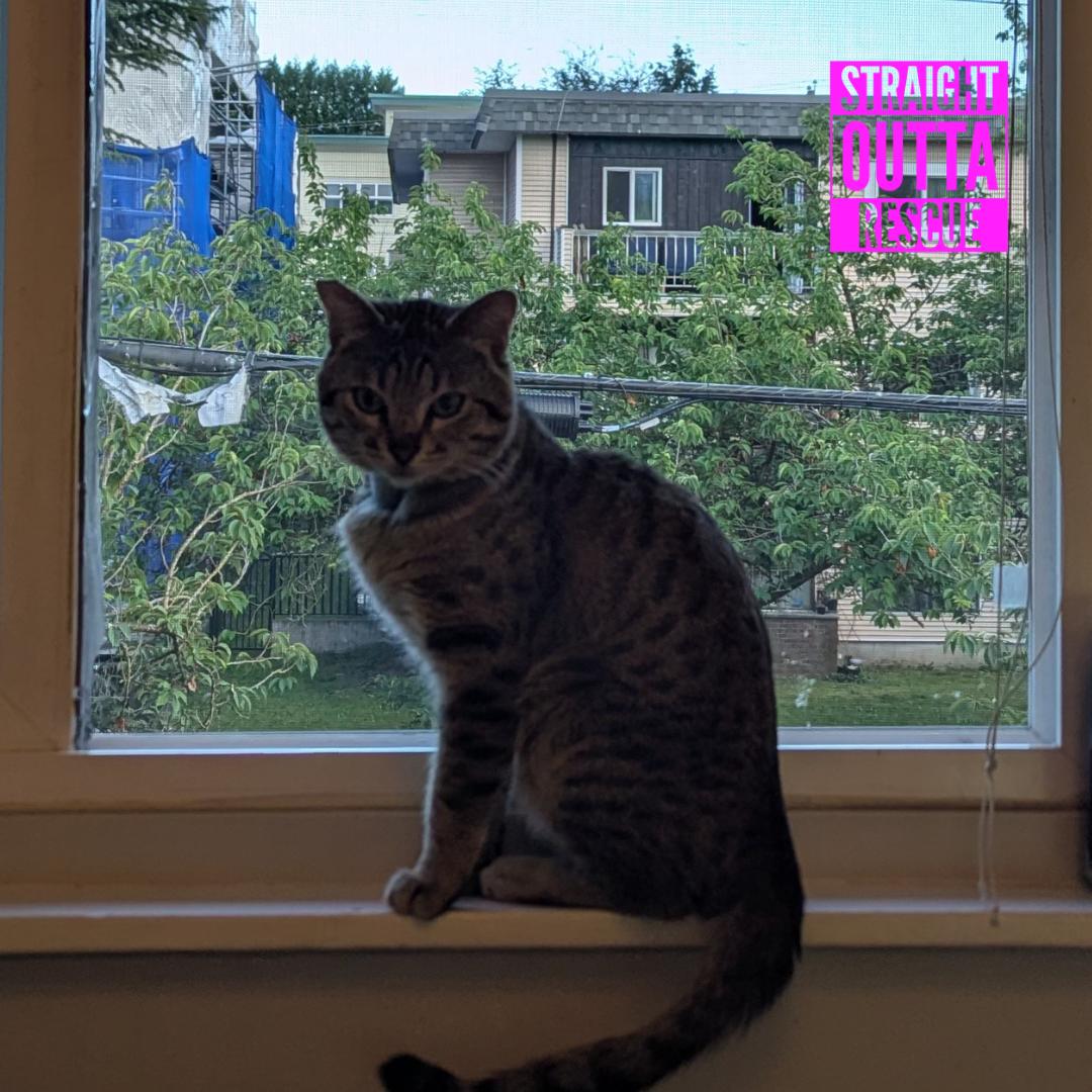 Chico, an adopted Domestic Short Hair in Vancouver, BC image 3/6