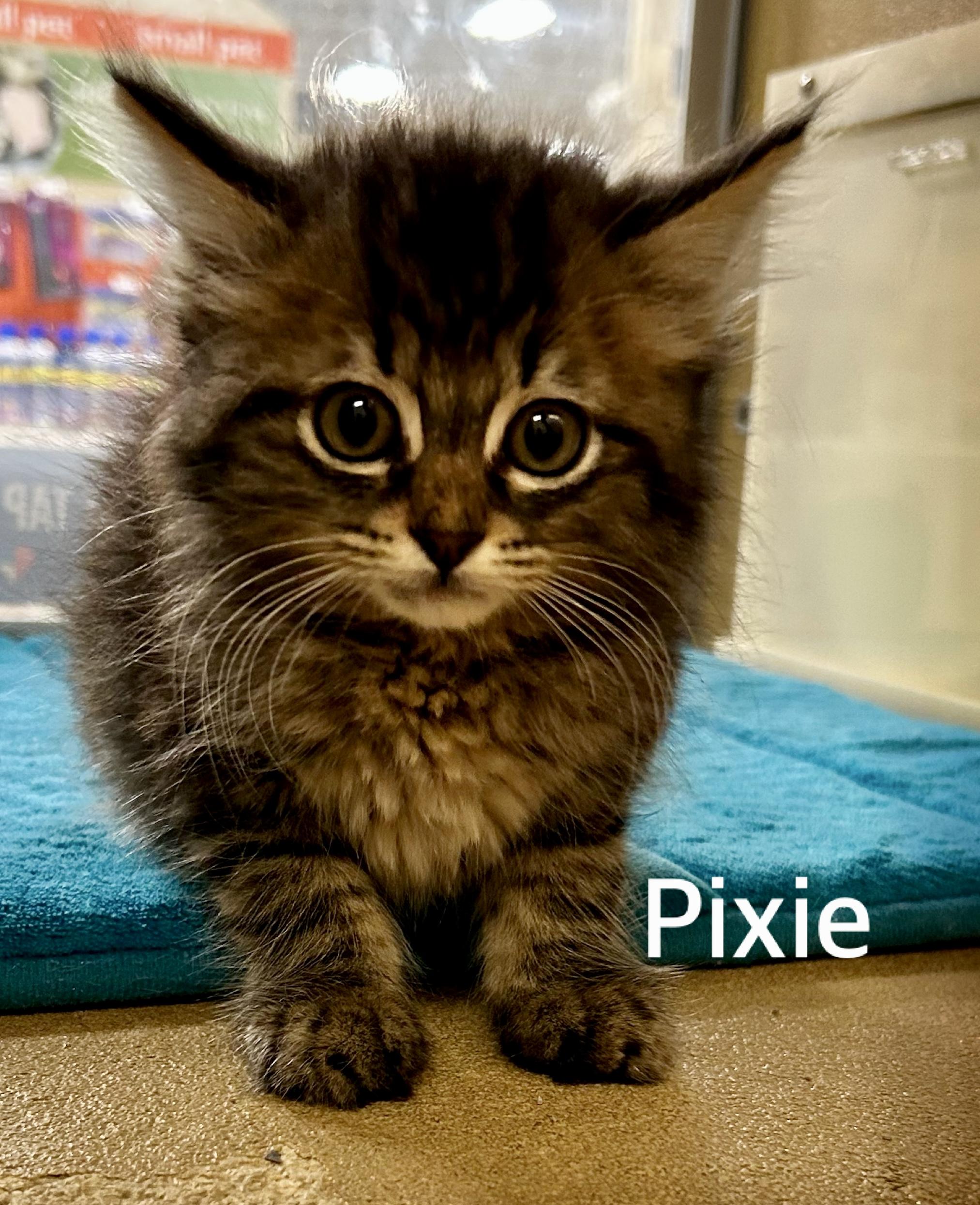 Pixie, adopted, Kitten Female Domestic Medium Hair & Maine Coon.